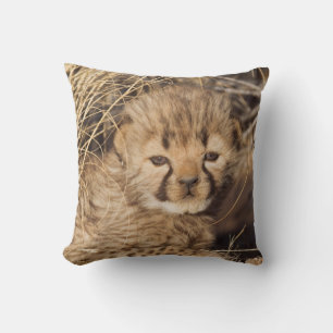 Coussin Petit mâle de 19 jours. Namibie