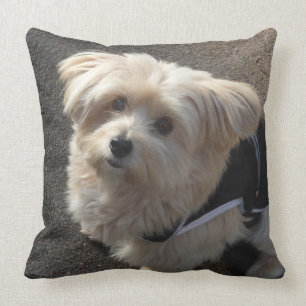 Coussin Petit Oreille de chien