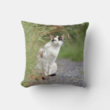 Photo cat, animaux . jeter l'oreiller