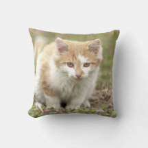 Photo cat, animaux . jeter l'oreiller
