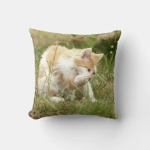 Photo cat, animaux . jeter l'oreiller