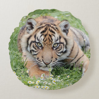 Coussin Photo chat tigre, animaux 01 . coussin ron