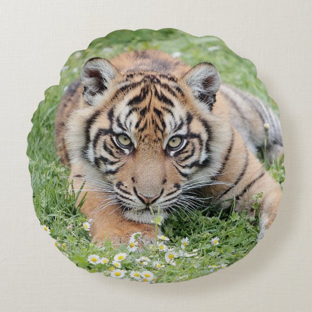 Coussin Photo chat tigre, animaux 01 . coussin ron (Devant)