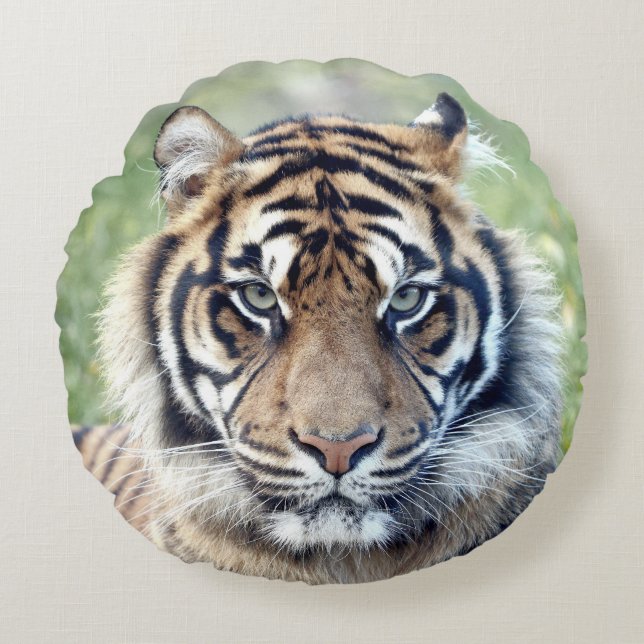 Coussin Photo chat tigre, animaux 02 . coussin ron (Devant)