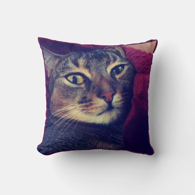 Coussin Photo de chat, chat, Animaux domestiques, chat drô (Recto)