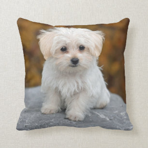 Coussin Photo de Chiot Blanc Maltais