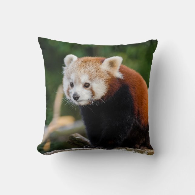 Coussin Photo de Panda roux sauvage mignon (Recto)