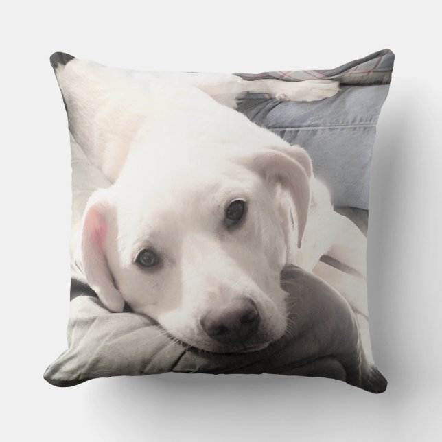 Coussin Photo d'un chien blanc paresseux mignon passant du (Recto)