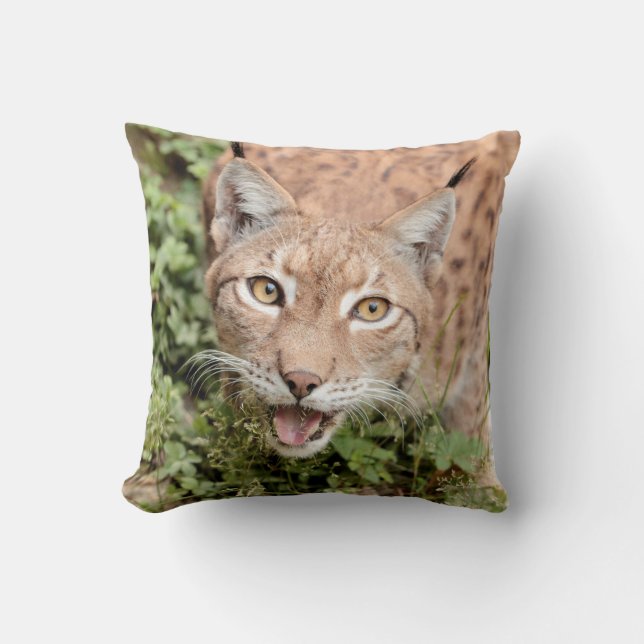Coussin Photo lynx, chat, animaux, lancer l'oreiller (Recto)