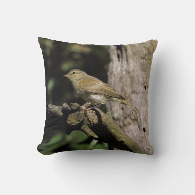 Coussin Phylloscopus collybita (Recto)