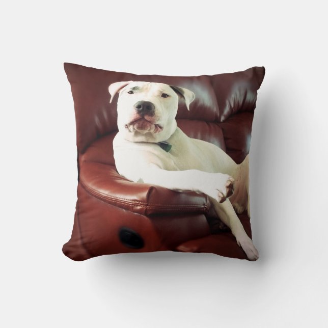 Coussin pitbull blanc drôle sur le canapé (Recto)