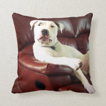 pitbull blanc drôle sur le canapé