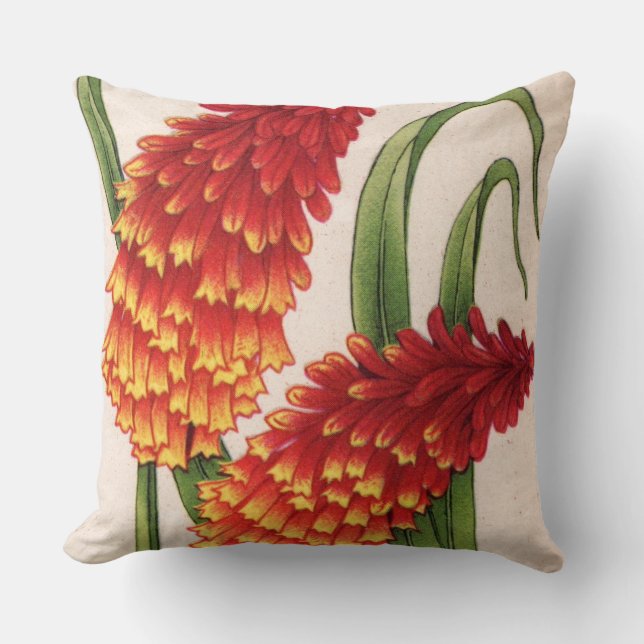 Coussin poignards de hotentot alias kniphofia (Recto)