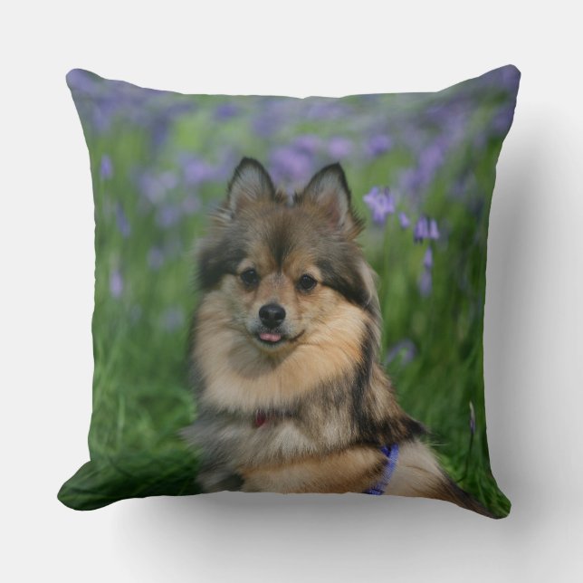 Coussin Pomeranian dans l'herbe (Recto)