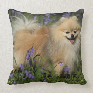 Coussin Pomeranian regardant l'appareil-photo dans les