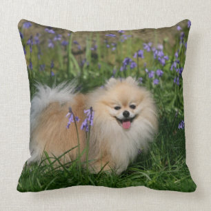 Coussin Pomeranian se tenant regardant l'appareil-photo