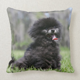 Coussin Pomeranian supérieur noir