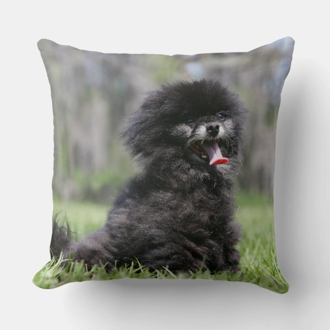 Coussin Pomeranian supérieur noir (Recto)