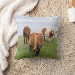 Coussin Poney Shetland sur le pâturage près de hautes fala