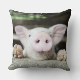 Coussin Porc de bébé dans le stylo, porcelet