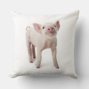 Coussin Porc se tenant recherchant