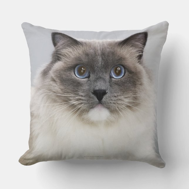 Coussin Portrait de chat de Ragdoll (Recto)