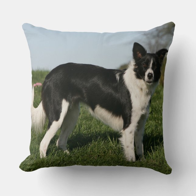 Coussin Position de border collie (Recto)