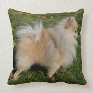 Coussin Position de Pomeranian