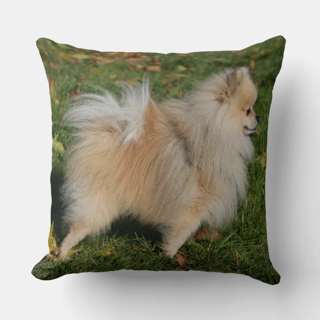 Coussin Position de Pomeranian (Recto)