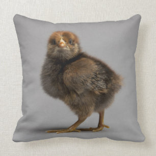 Coussin Poulet de bébé