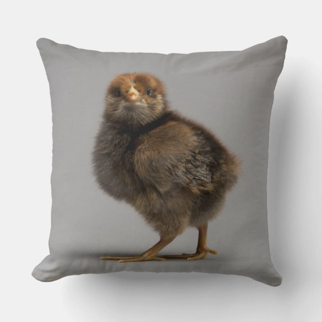 Coussin Poulet de bébé (Recto)
