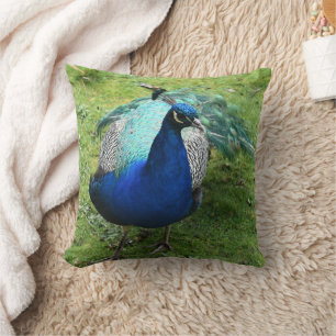 Coussin Pouvoir du Paon Royal