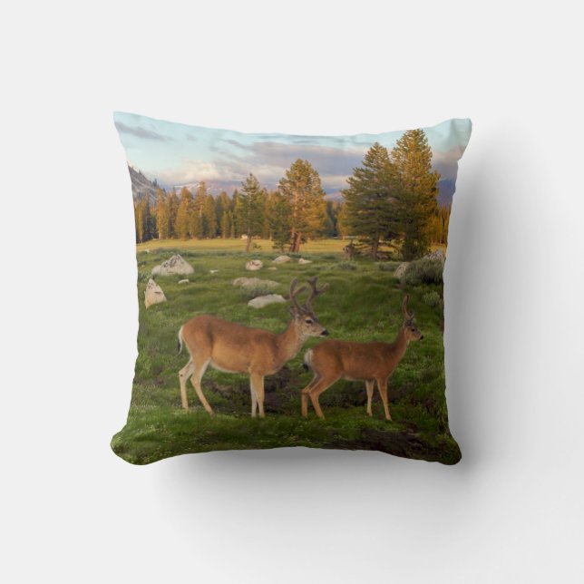 Coussin Pré de Tuolumne, Yosemite (Recto)