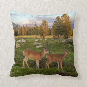 Coussin Pré de Tuolumne, Yosemite