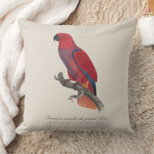 Coussin Premiere variete du grand Lori / Eclectus perroque