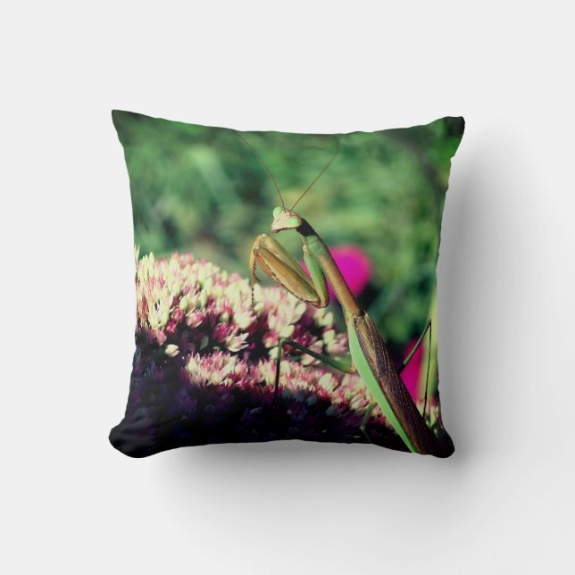 Coussin Priez Mantis Sur Sedum Flower Close Up (Recto)