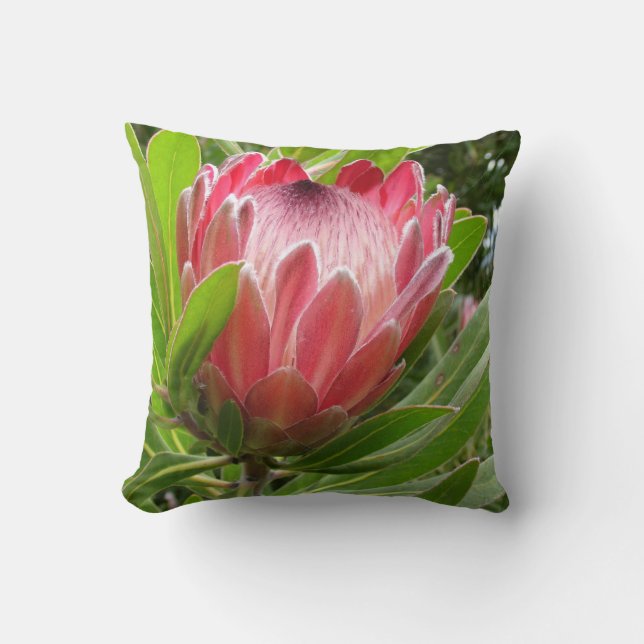 Coussin Protea rouge (Recto)