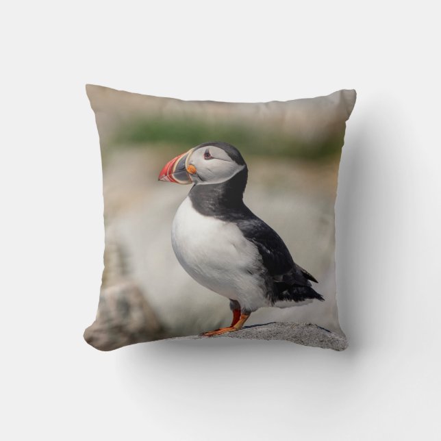Coussin Puffin Atlantique en Machias, Maine (Recto)