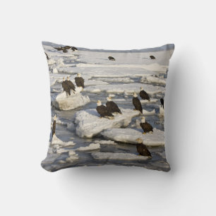 Coussin Pygargue à tête blanche, Haliaeetus leucocephalus,