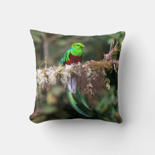 Coussin Quetzal resplendissant dans la forêt nuageuse