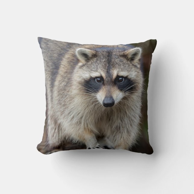 Coussin Raccoon, Procyon lotor, Floride, USA 2 (Recto)