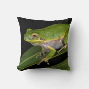 Coussin Rainette verte (Hyla cinerea) 2