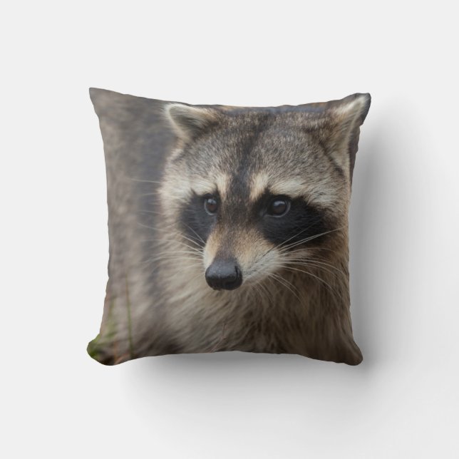 Coussin Raton laveur, Procyon lotor, Floride (Recto)