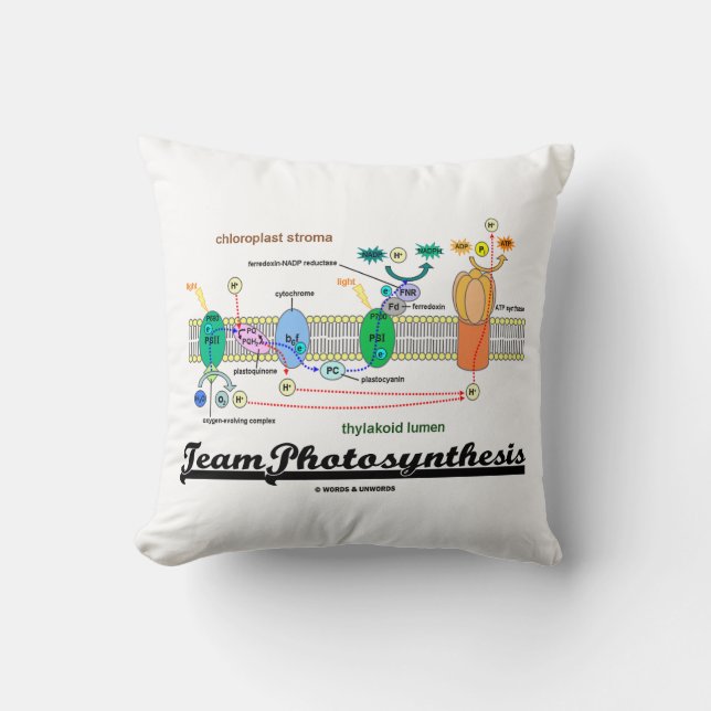 Coussin Réactions de photosynthèse d'équipe dépendantes de (Recto)