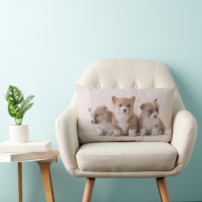 Coussin Rectangle Animaux de bébés cutest | 3 Baby Corgis (Chaise)