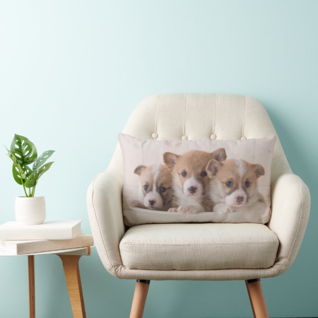 Coussin Rectangle Animaux de bébés cutest | Cute Corgi Chipies dans  (Chaise)
