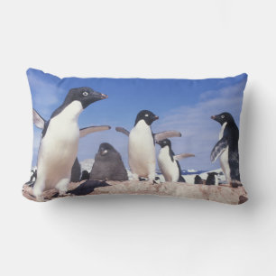 Coussin Rectangle Antarctique, Manchot Adélie Pygoscelis
