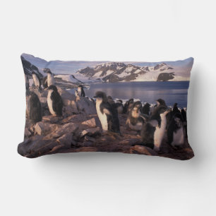 Coussin Rectangle Antarctique, poussins de manchots Adélie