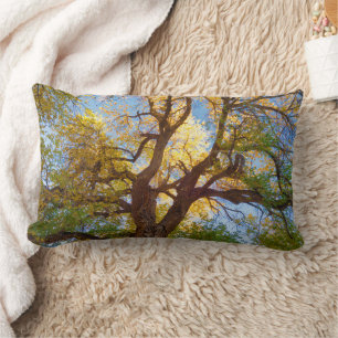 Coussin Rectangle Arbre de Cottonwood Parc national de Capitol Ree