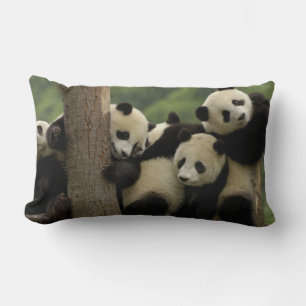 Coussin Rectangle Bébés pandas géants Ailuropoda melanoleuca)